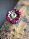 Autumn Solstice Bloom